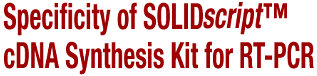 Specificity of Solid Phase RT-PCR