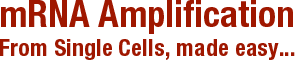 mRNA Amplification